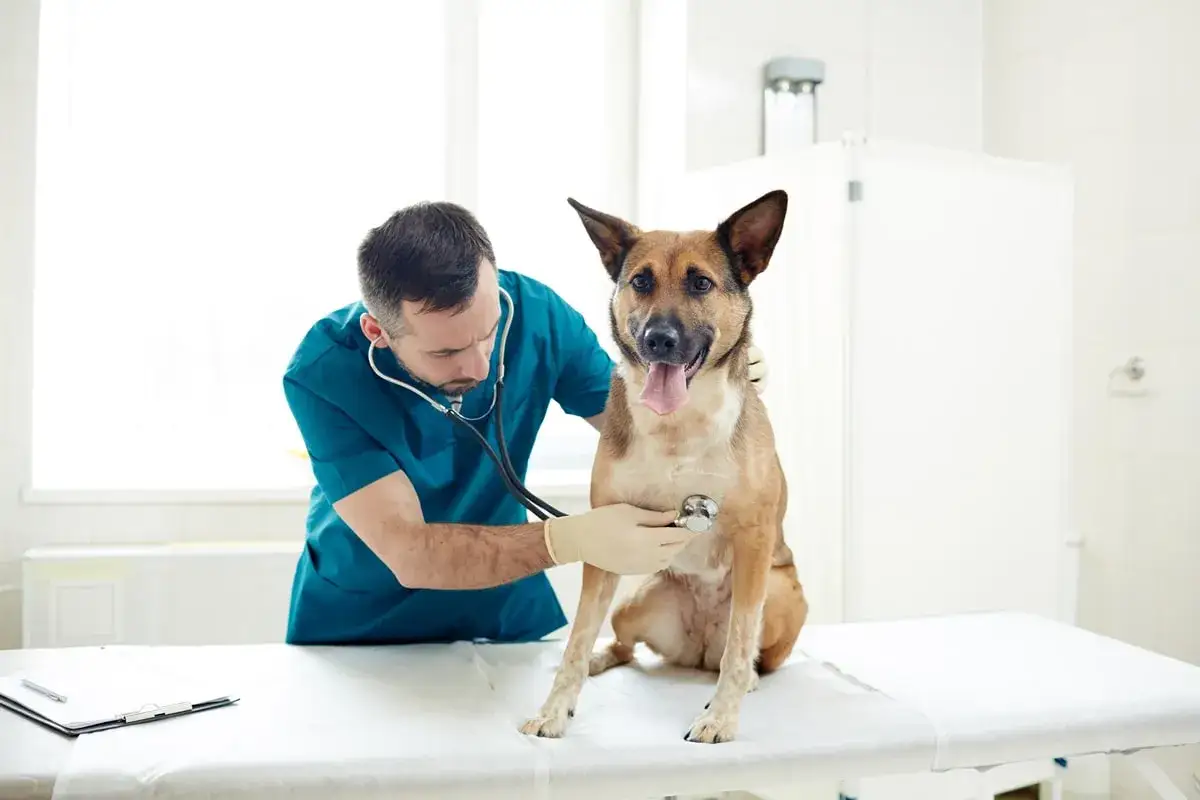 Encuentra el veterinario ideal para el cuidado de tu mascota hoy