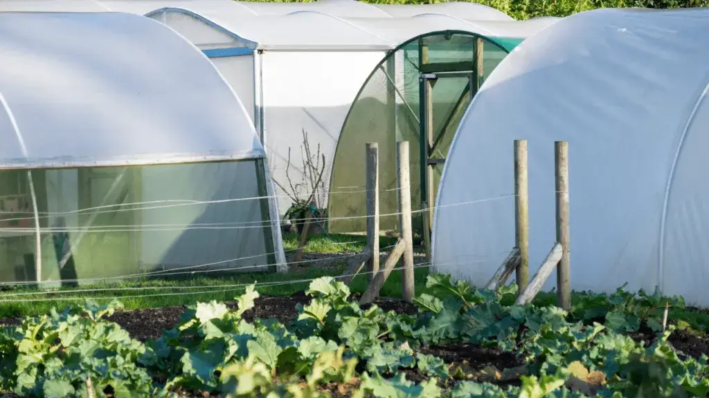 Dochodowa uprawa kwiatów: Jak zarobić na kwiatach w Polsce?