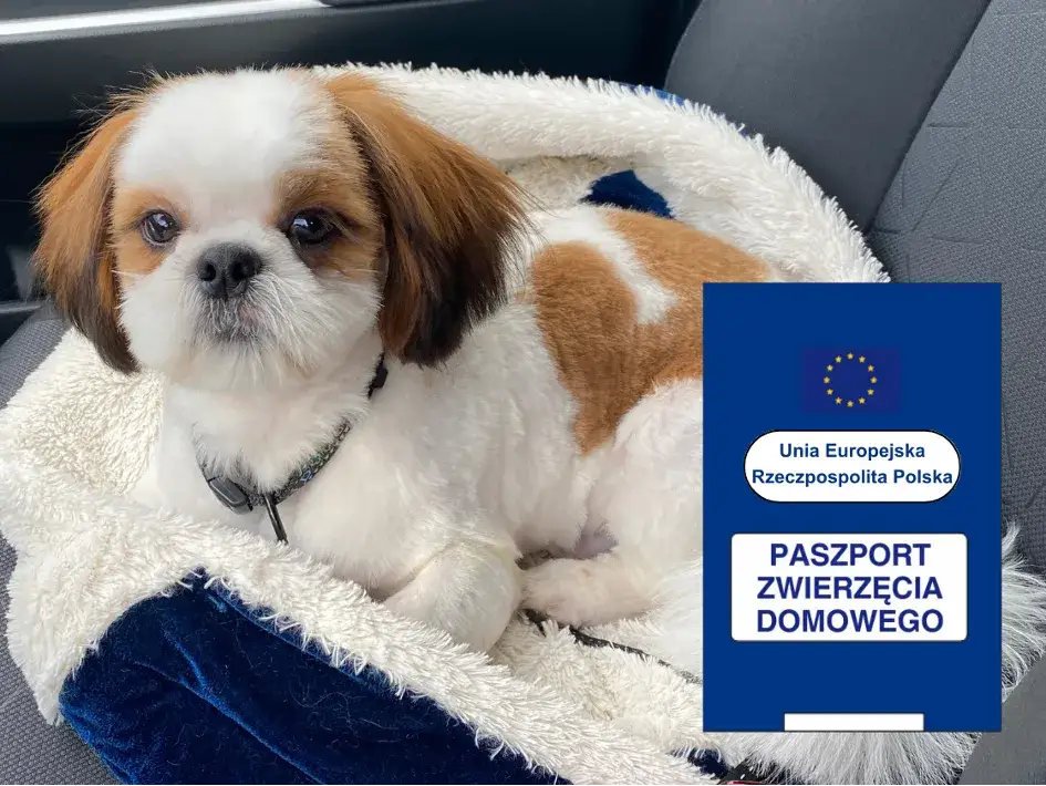 Jak wyrobić paszport dla psa - uniknij problemów z podróżą