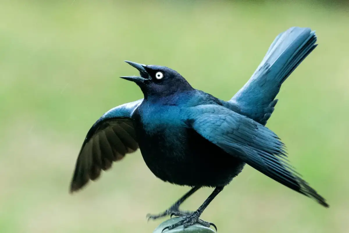 Czy ptaki są ssakami? Odkryj zaskakujące różnice między nimi