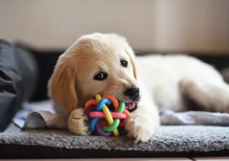 Wyprawka dla psa: Lista zakupów bez błędów i zbędnych wydatków