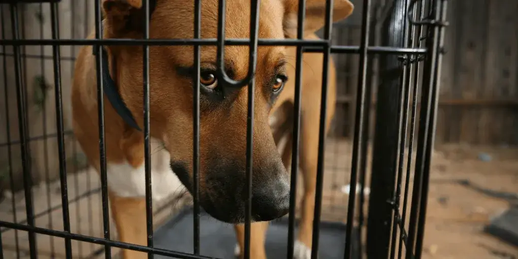 Jak dobrać rozmiar klatki dla psa, aby uniknąć problemów behawioralnych