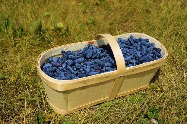 Kiedy sezon na jagody? Poznaj kluczowe miesiące i sekrety zbiorów