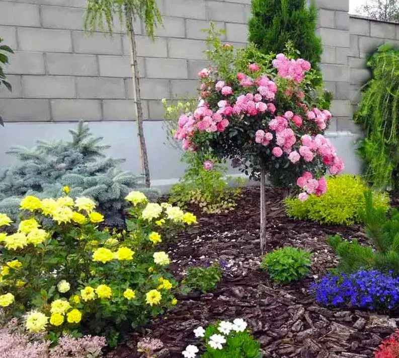 Kiedy sadzić róże pnące do gruntu, aby uniknąć błędów w ogrodzie