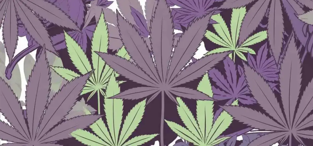 Czy po marihuanie można umrzeć? Fakty i ryzyka, które musisz znać