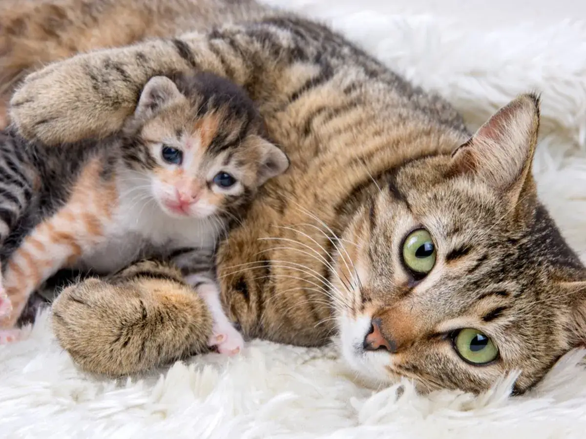 Dlaczego kotka zostawia kocięta? Kiedy pomóc, a kiedy czekać?