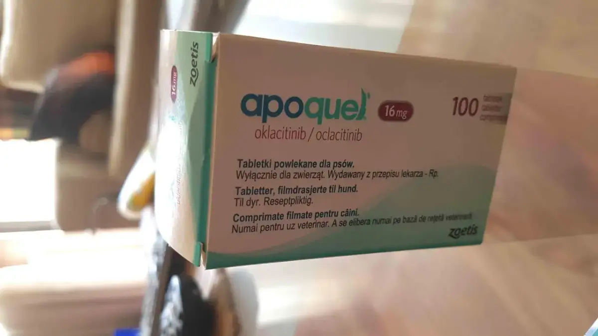 Opakowanie leku Apoquel dla psa, 16 mg, 100 tabletek. Gdzie kupić Apoquel dla psa? Lek wydawany z przepisu lekarza weterynarii.