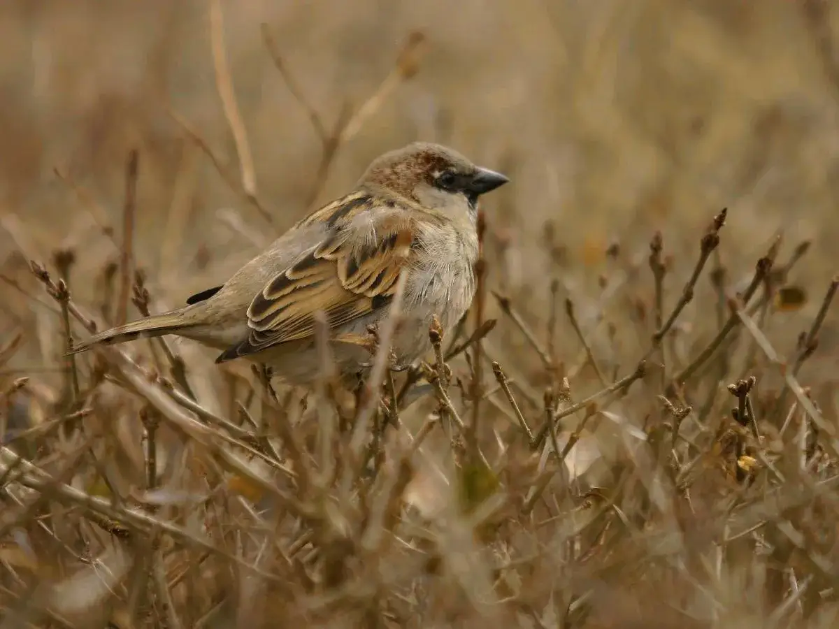 Wróbel siedzący na gałęziach wśród suchych traw.