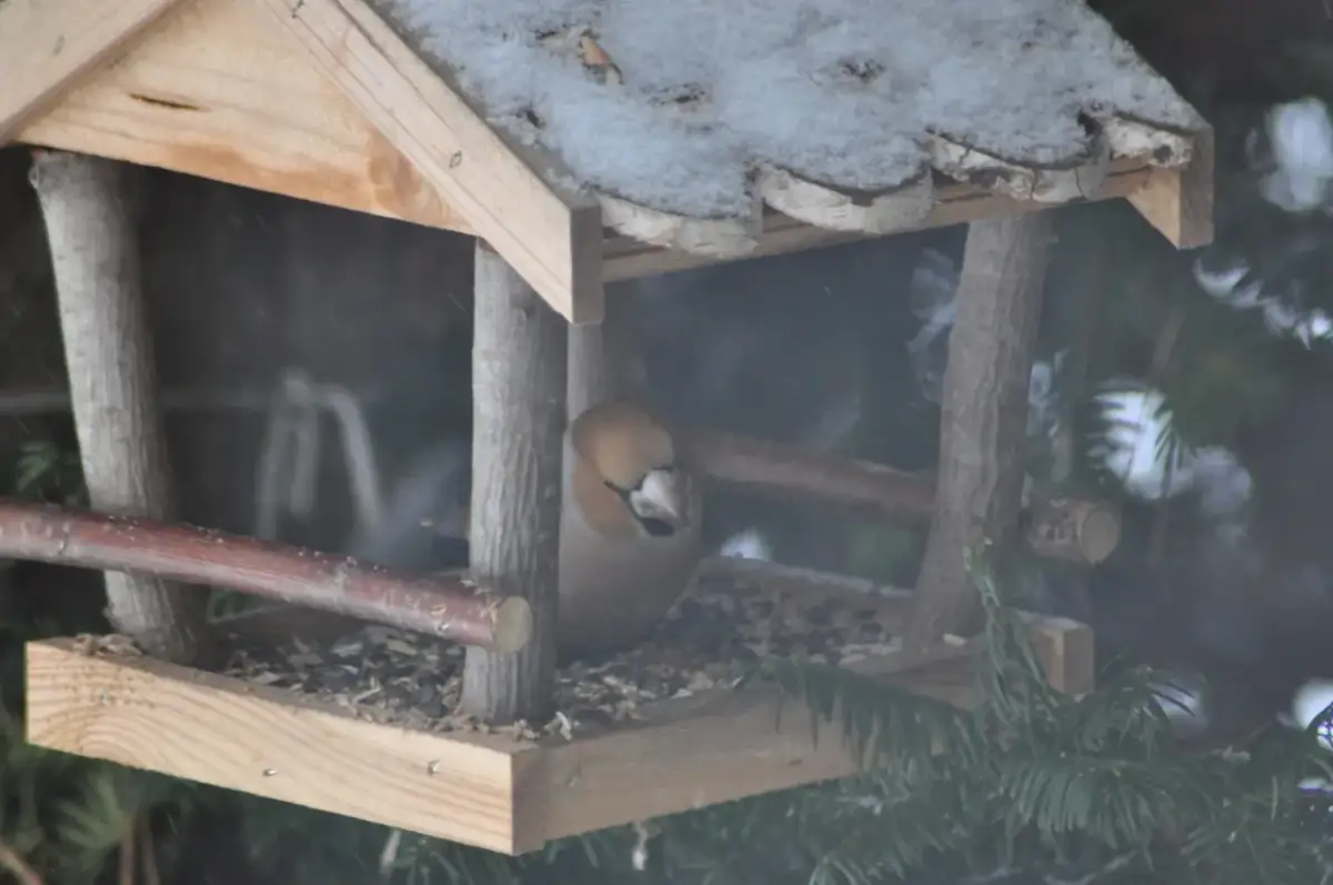 Czy wiórki kokosowe szkodzą ptakom? Prawda o pęcznieniu i bezpieczeństwie