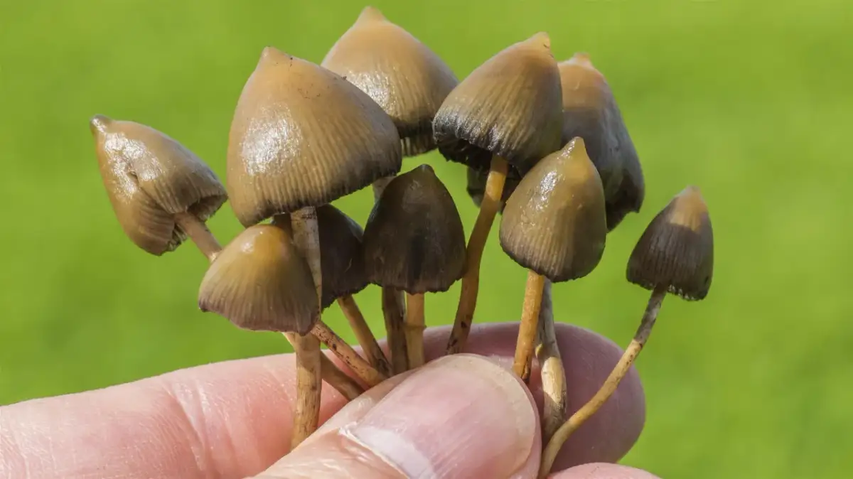 Garść małych, brązowych grzybów trzymana w dłoni na zielonym tle.