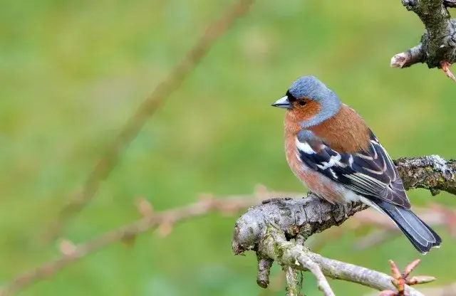 Zięba: jak rozpoznać tego barwnego ptaka? Cechy i wygląd