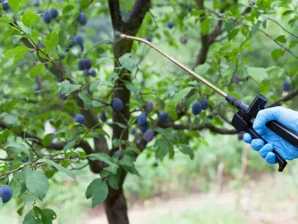 Kiedy opryskiwać śliwy, aby uniknąć chorób i szkodników?