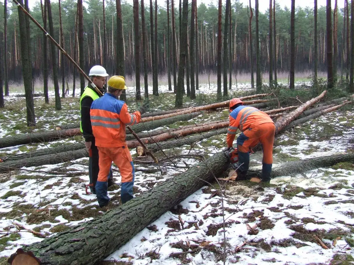 Kto wycina drzewa w lesie? Poznaj odpowiedzialne osoby i praktyki