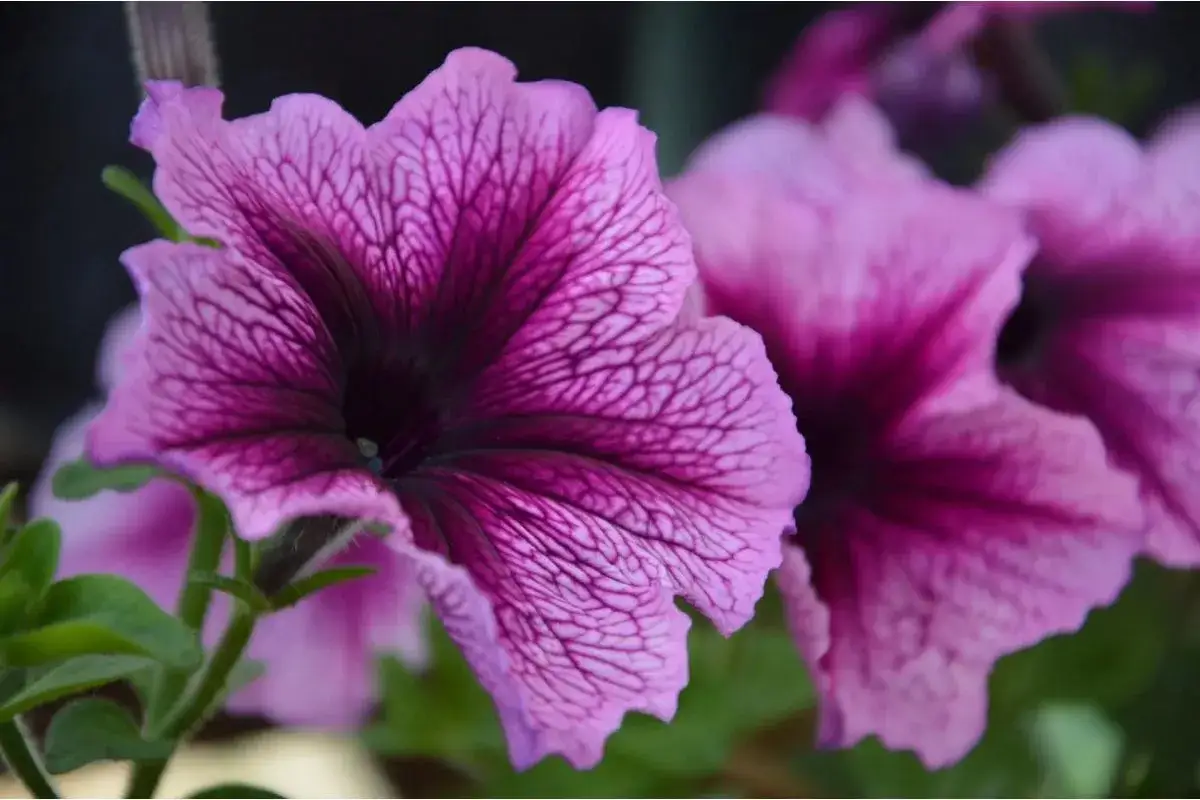 Petunie kiedy siać – jak uniknąć błędów w uprawie nasion