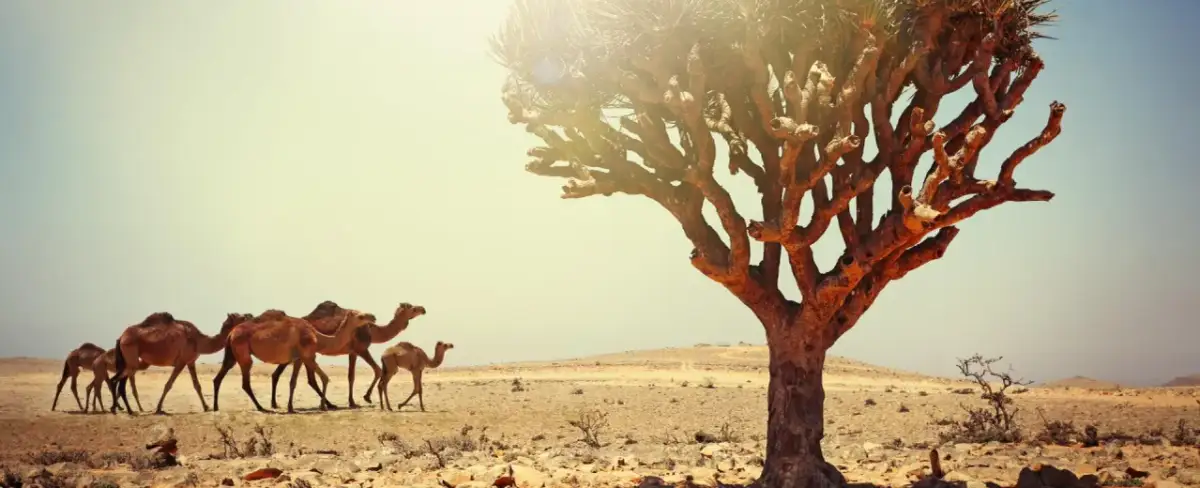 Oman kiedy jechać: uniknij upałów i ciesz się idealną pogodą