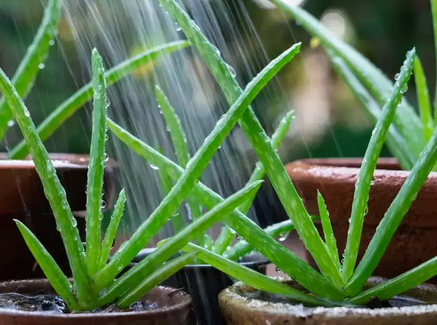 Cada cuanto se riega el aloe vera para mantenerlo saludable