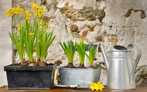 Kiedy sadzić kwiaty cebulowe w doniczkach, aby uniknąć błędów?