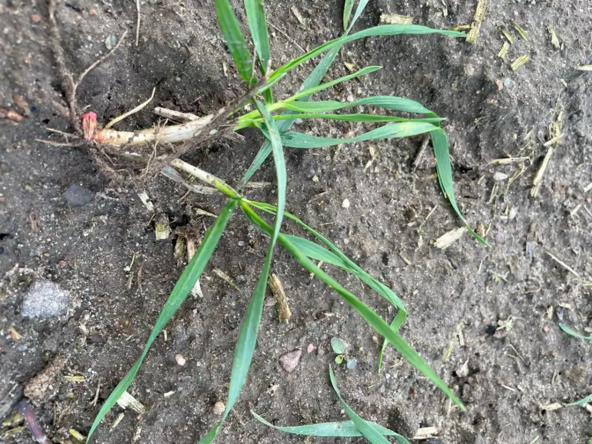 Plonvit zboża ile na hektar - jak uniknąć błędów w dawkowaniu