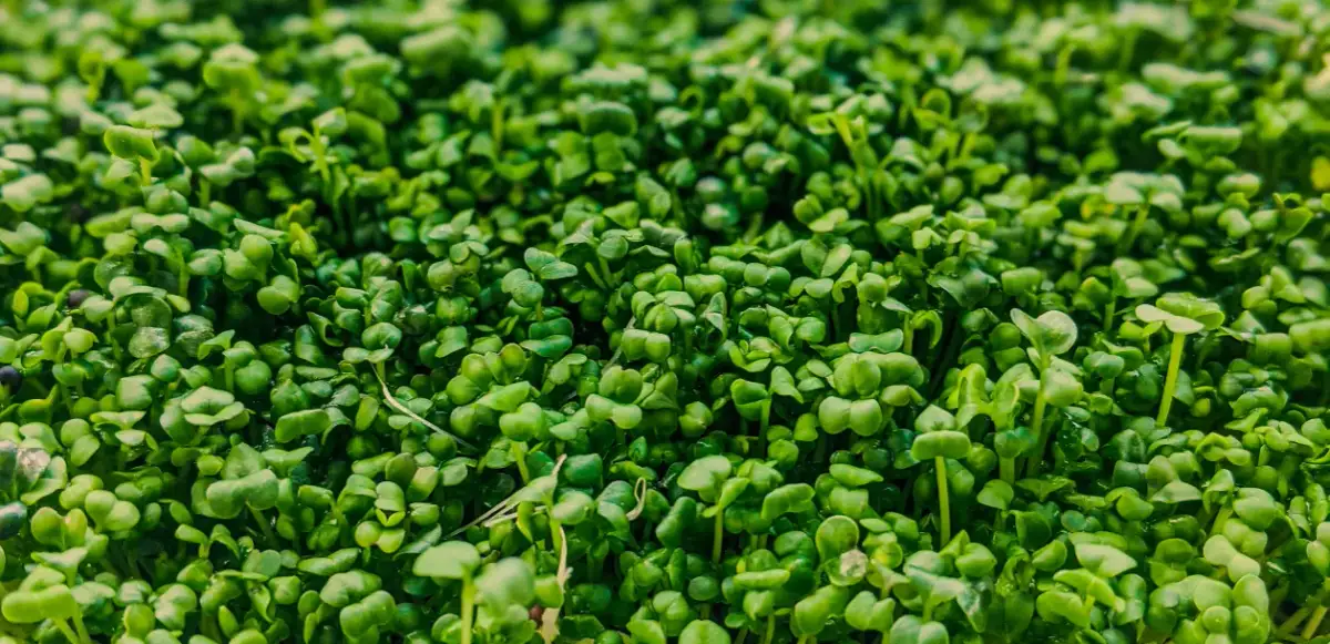 Czy pies może jeść rzeżuchę? Sprawdź, co musisz wiedzieć o jej bezpieczeństwie