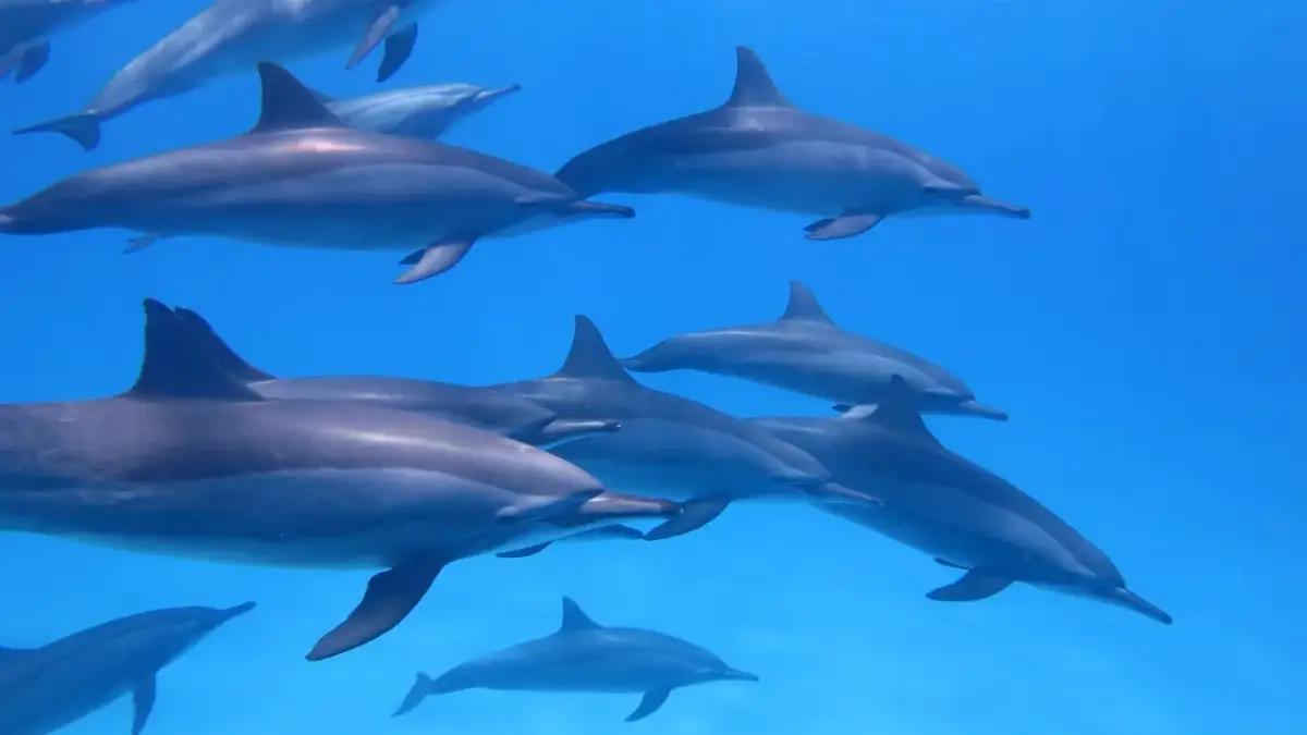 Gdzie można pływać z delfinami w Europie? Odkryj najlepsze miejsca