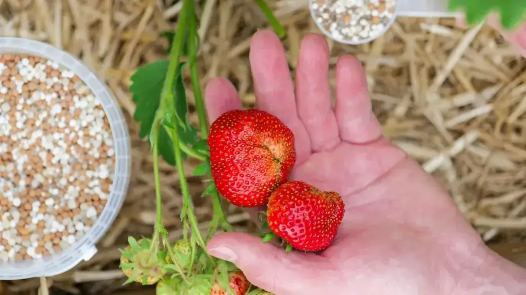 Jaki nawóz pod truskawki na jesień, aby uniknąć problemów z plonami?