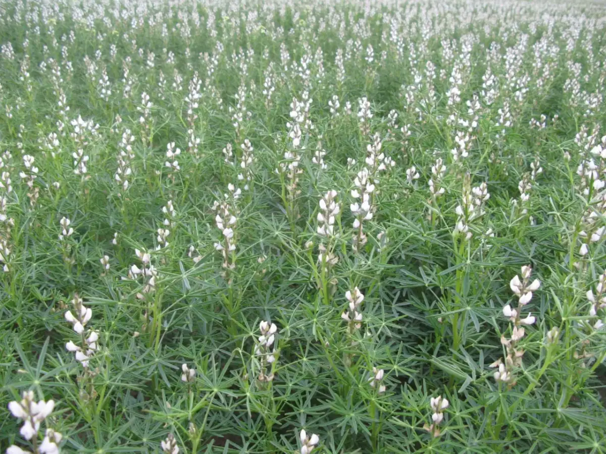 Kiedy siać łubin na przyoranie, aby uzyskać najlepsze plony?