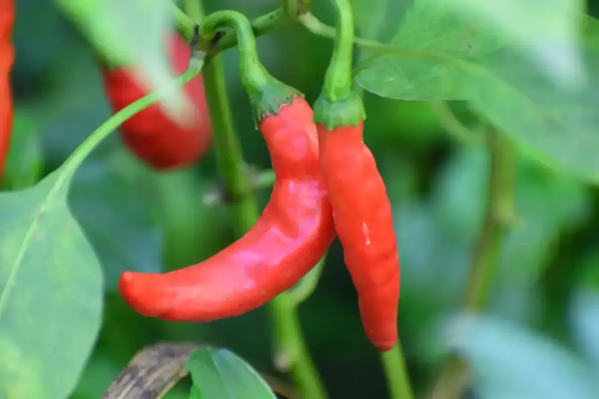 Kiedy siać paprykę chili, aby uniknąć nieudanej uprawy?