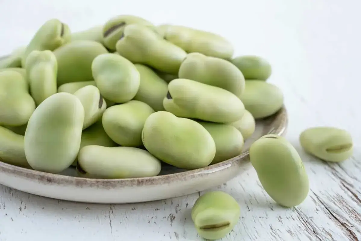 Czy koty mogą jeść bób? Poznaj fakty i zagrożenia dla zdrowia kota