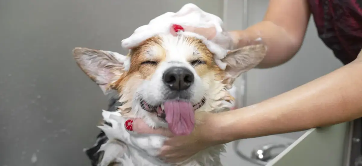 Kiedy można kąpać szczeniaka? Uniknij błędów i stresu dla pupila