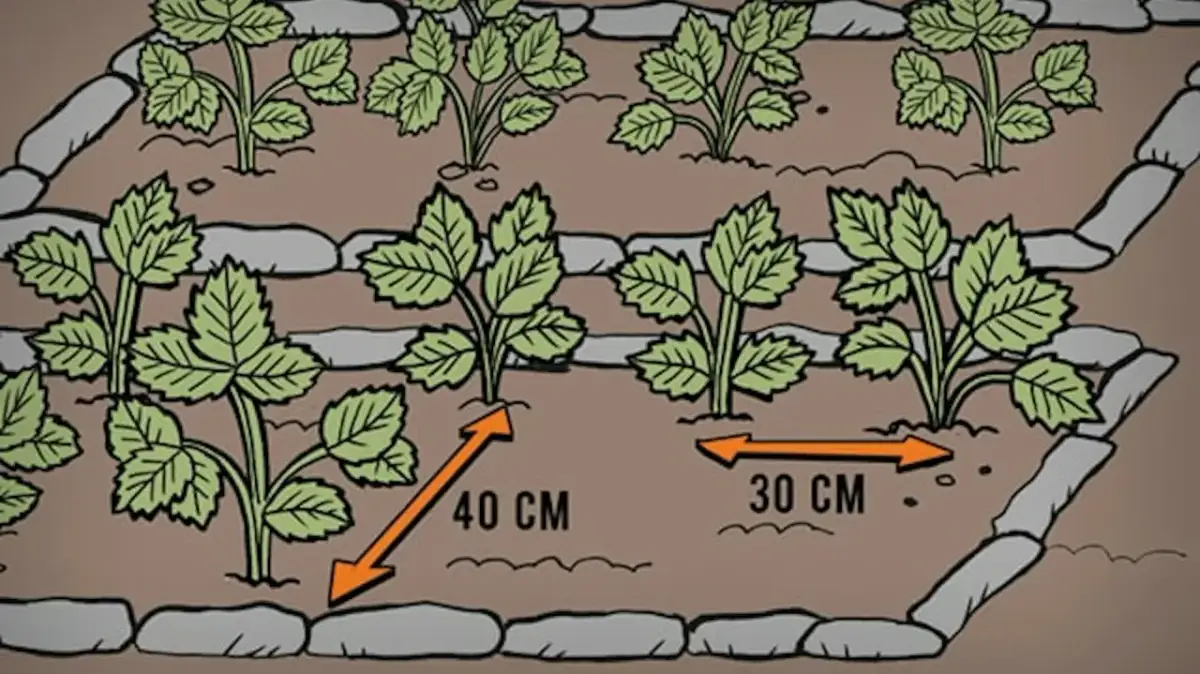 Jak sadzić truskawki: Idealna odległość dla obfitych plonów