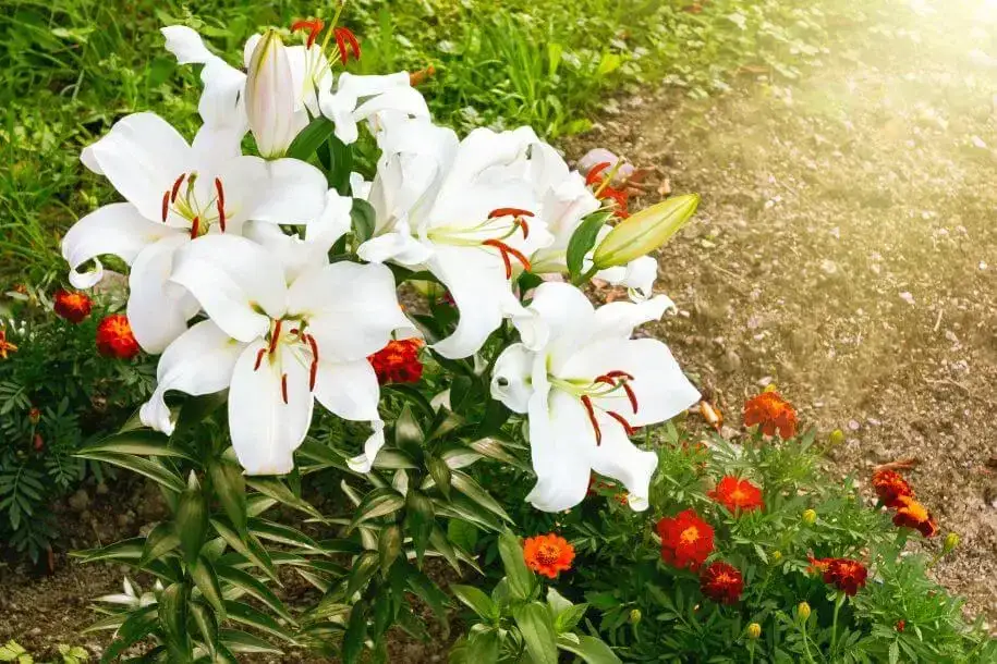 Kiedy sadzić lilie azjatyckie, aby uniknąć problemów z kwitnieniem