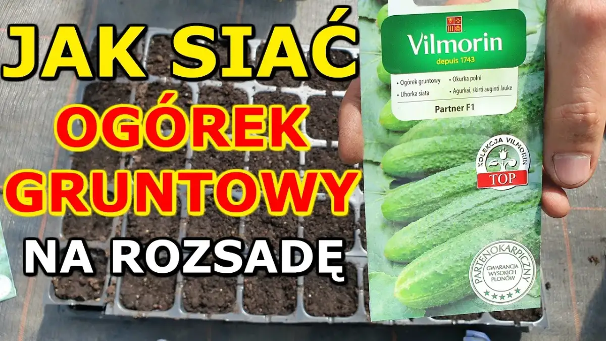Kiedy siać ogórki w domu, aby uniknąć błędów i uzyskać plony