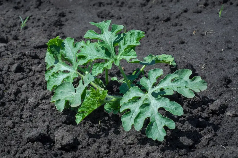 Kiedy sezon na arbuza? Odkryj najlepszy czas na soczyste owoce