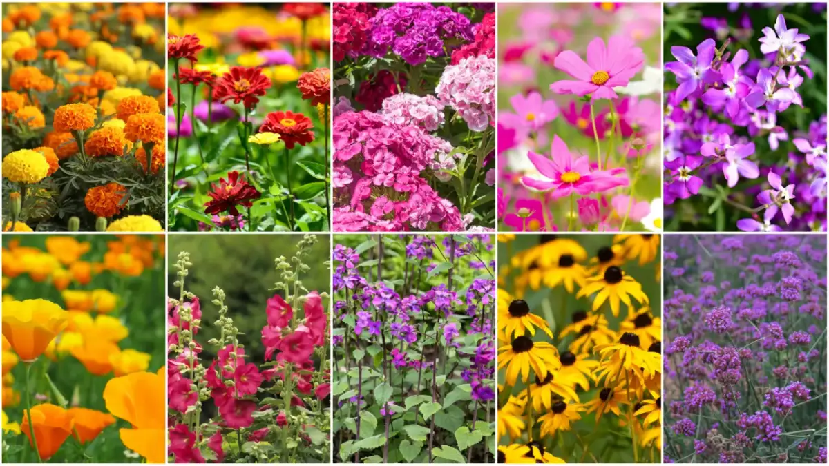 Kolorowy ogród pełen kwiatów: aksamitki, cynie, goździki, kosmosy, lewkonie, maki, malwy, dzwonki i rudbekie. Jakobinka w ogrodzie kwitnie obficie.