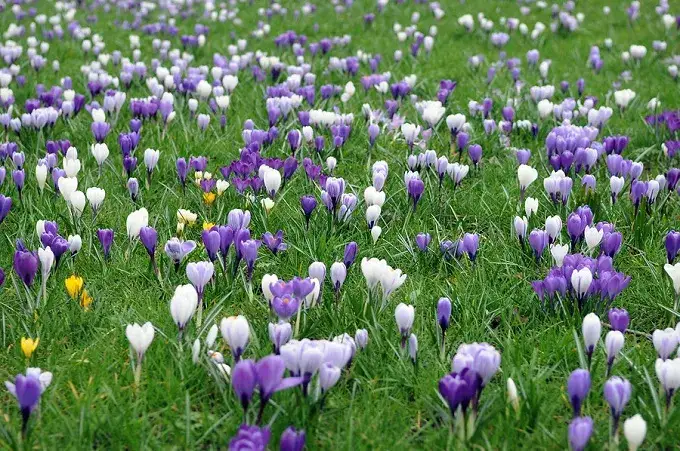 Jak sadzić krokusy w trawie, aby uniknąć błędów i cieszyć się kwitnieniem