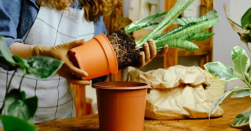 Kiedy przesadzać kwiaty? Praktyczny poradnik krok po kroku