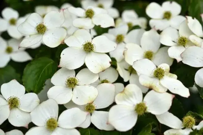 Jak kwitnie dereń jadalny? Poznaj jego piękne kwiaty i zapach