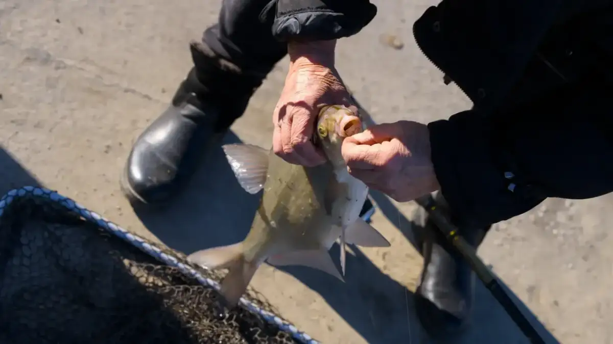 Wędkarz wyciąga z wody leszcza, trzymając go za pysk. Obok leży podbierak.