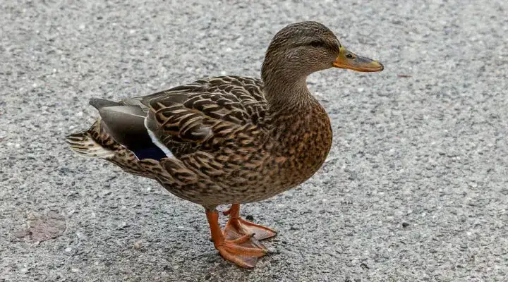 Jakie zboże dla kaczek zapewni im zdrowie i dobrą kondycję