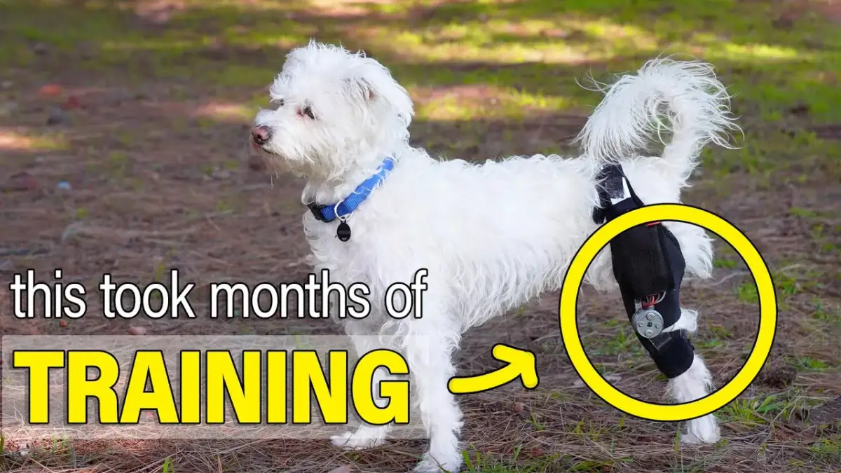 Ile kosztuje proteza dla psa? Sprawdź ceny i ważne informacje