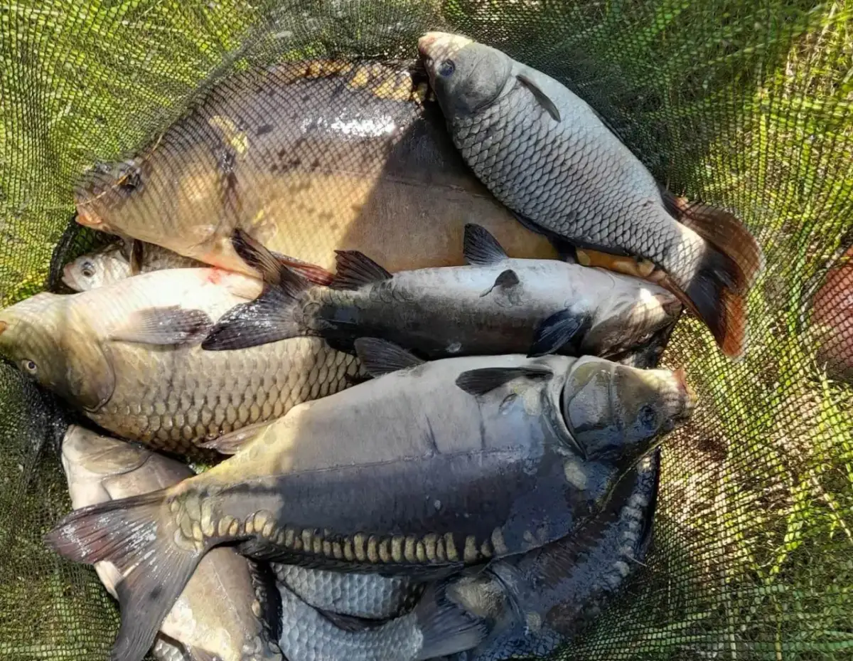 Mączka rybna na jakie ryby - skuteczne gatunki i sprawdzone metody