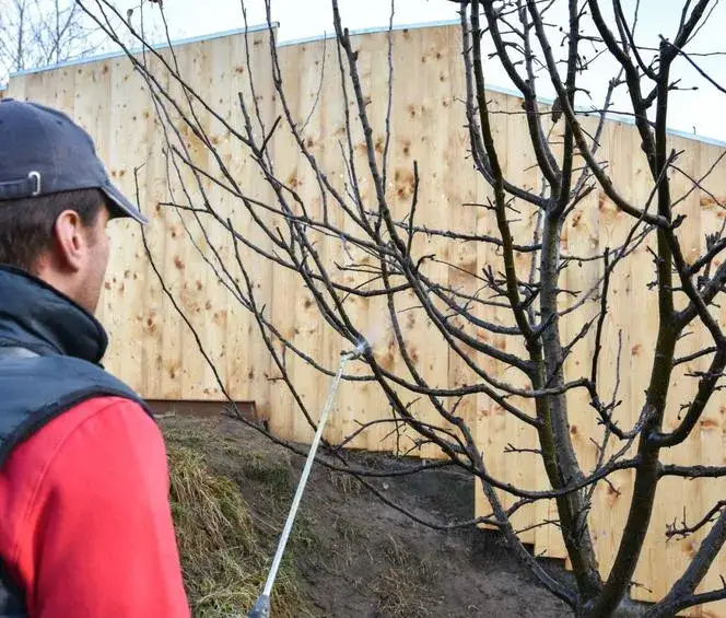 Kiedy opryskiwać drzewa owocowe miedzianem, aby uniknąć chorób?