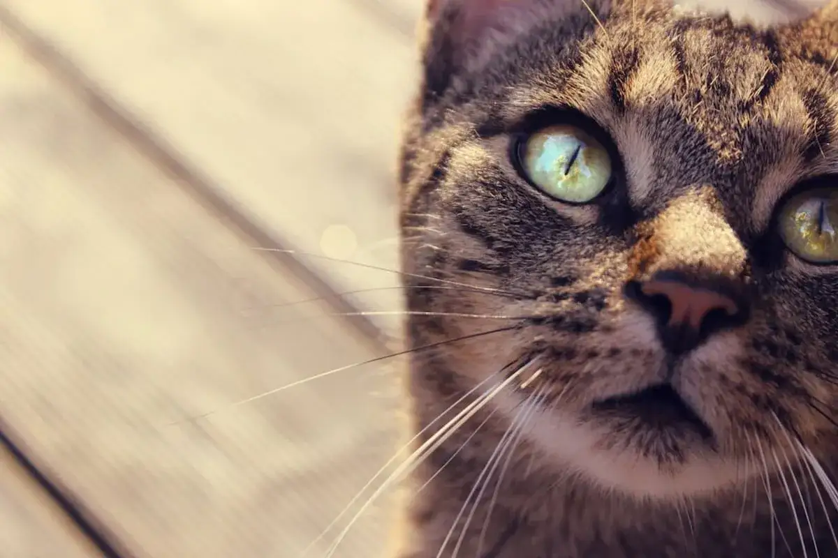 Cómo se llaman los bigotes de los gatos y su sorprendente función