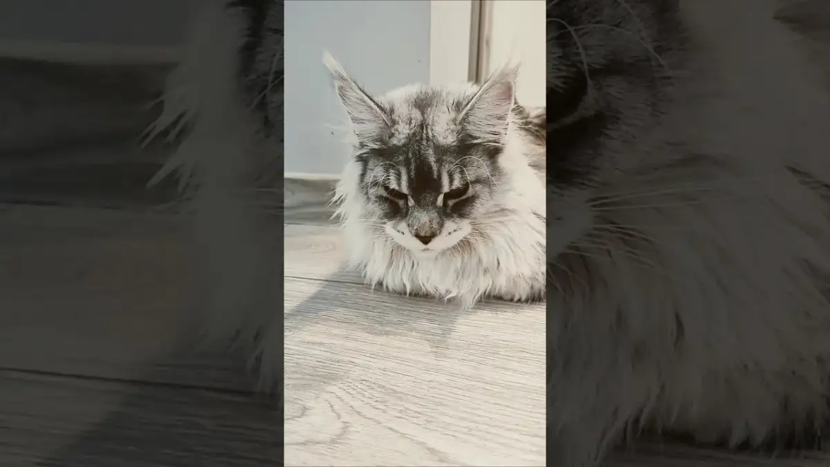 Czy twój kotek jest milusi? Odkryj jego urocze zachowania