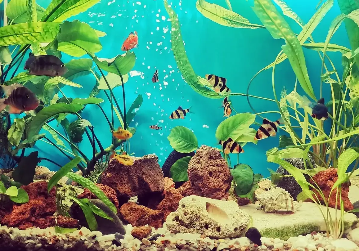 Akwarium 30l: Jakie ryby i ile? Bezpieczna obsada dla początkujących