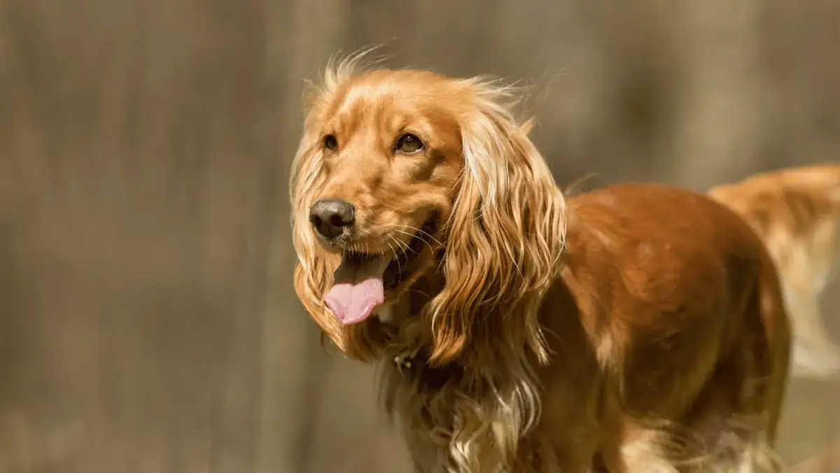 Cocker spaniel czy gubi sierść? Odkryj prawdę o linieniu tej rasy