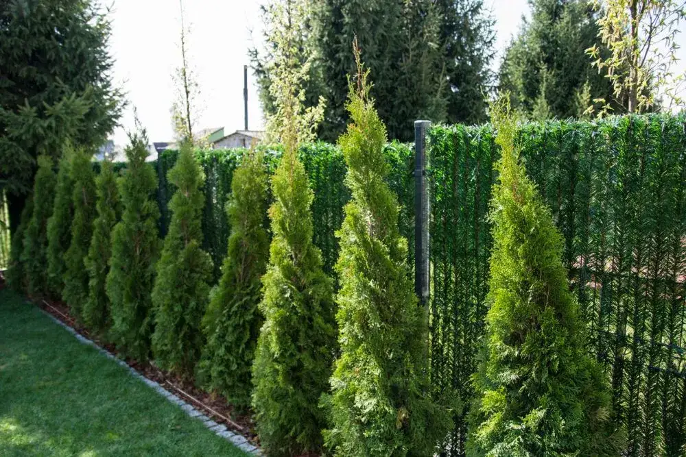 Tuje na żywopłot co ile sadzić, aby uniknąć błędów w ogrodzie