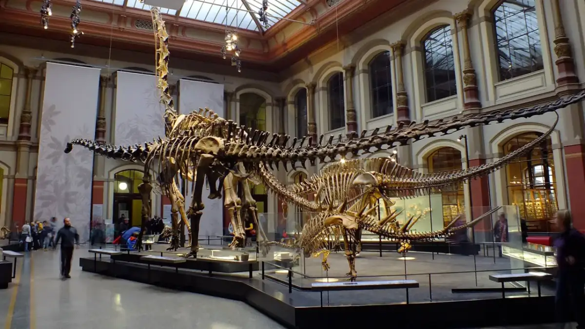 Szkielety dinozaurów w muzeum natury Berlin. Dwa ogromne szkielety dinozaurów, jeden z długą szyją, dominują w przestronnej sali.