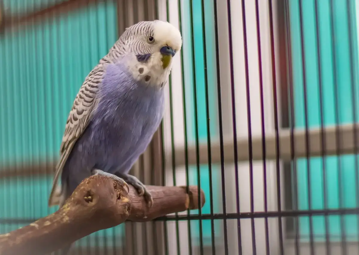 Jaka papuga do domu – wybierz idealnego towarzysza dla siebie