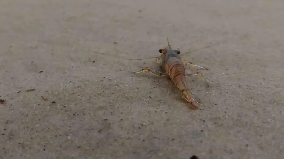 Krewetki w Bałtyku? Tak! Niewidzialni mieszkańcy polskiego morza